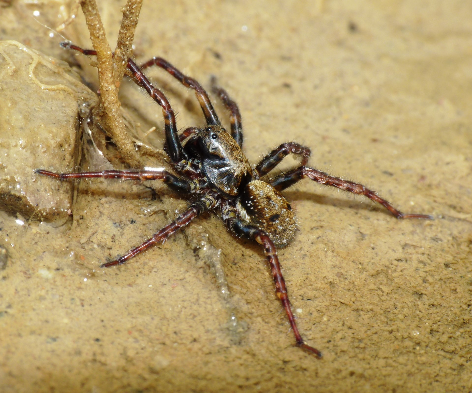 Arctosa leopardus