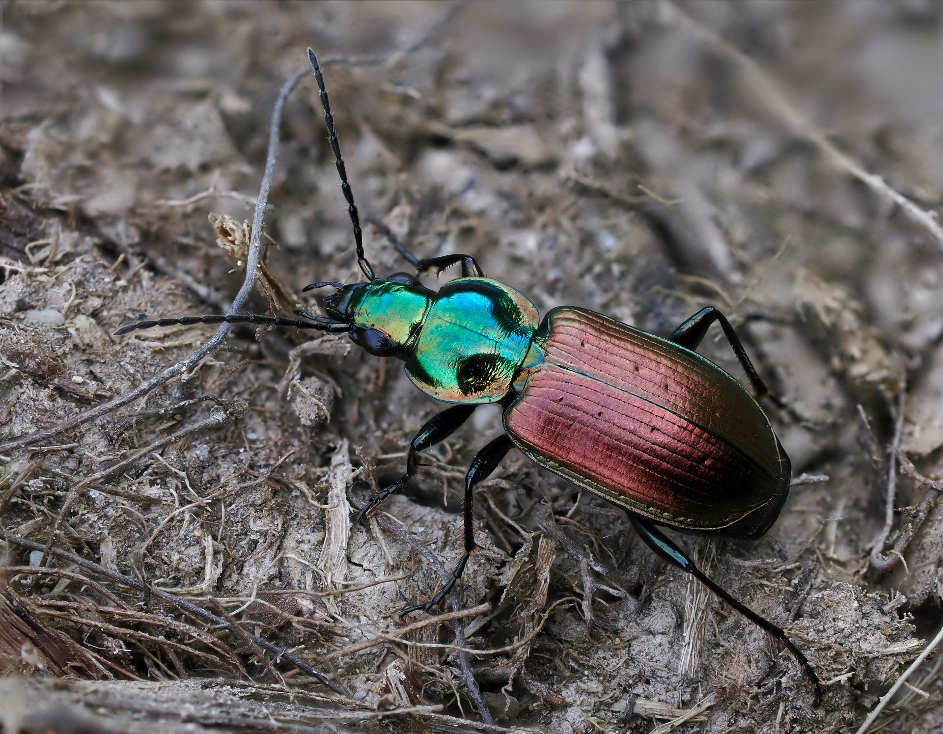 Agonum sexpunctatum © Frank Vassen Agonum sexpunctatum
