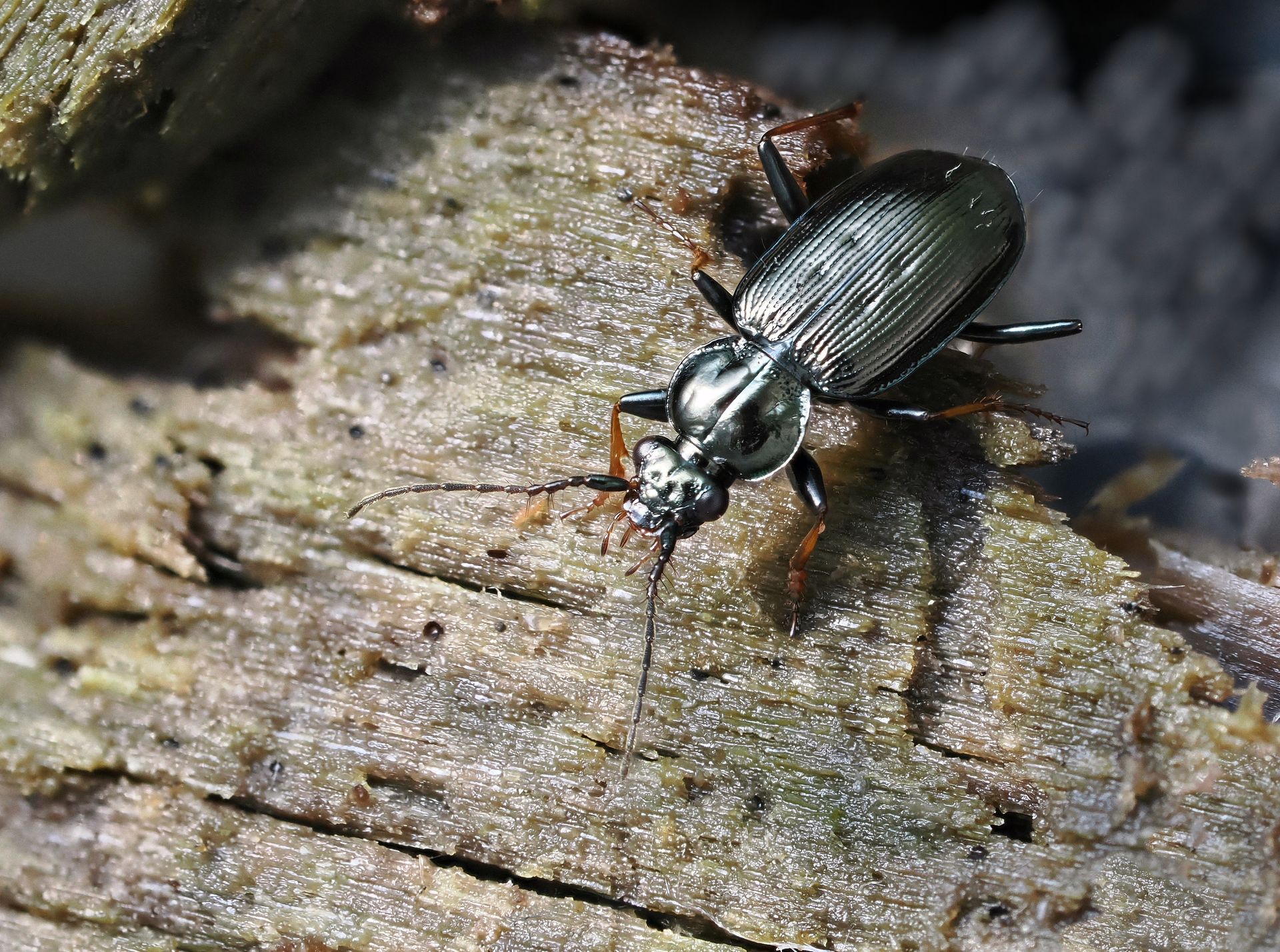 Loricera pilicornis © Frank Vassen Loricera pilicornis
