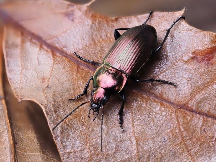 Poecilus versicolor © Frank Vassen Poecilus versicolor